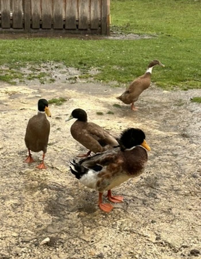 Canards