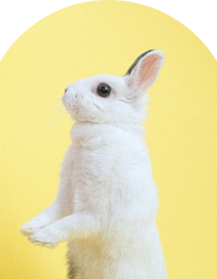 Lapins
