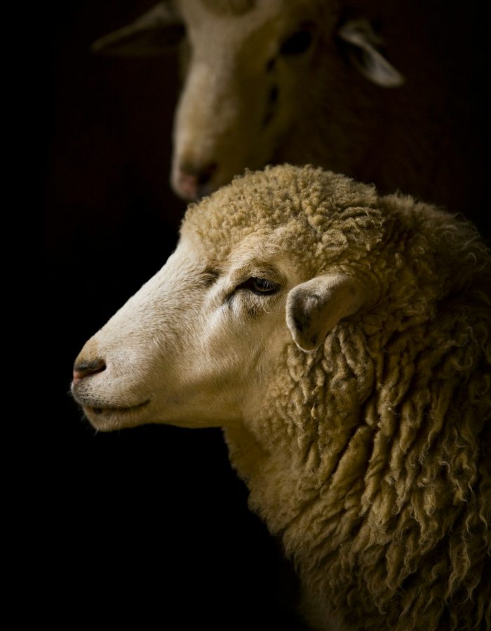 Mouton