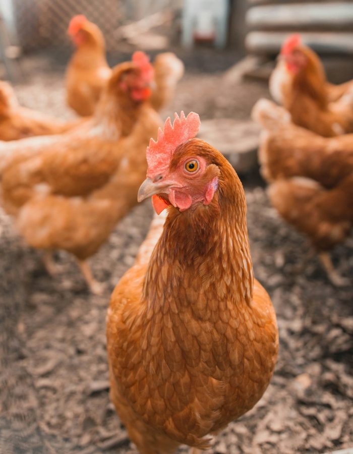 Poules