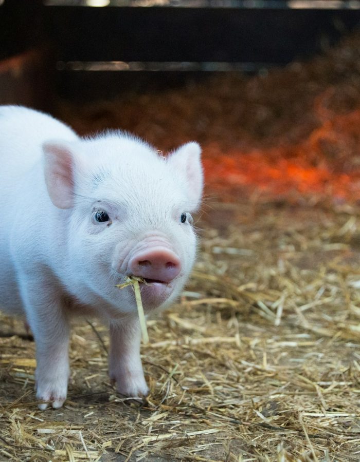 Cochons nains